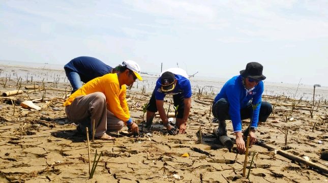 Indah Kiat Tanam 110 Ribu Bakau Dukung Restorasi Pesisir Pantai Utara Serang