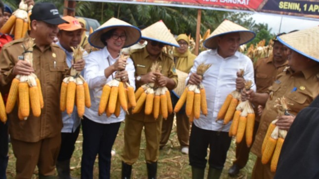 Kementan dan Gubernur Sumut panen jagung