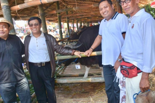 Dirjen Peternakan dan Kesehatan Hewan I Ketut Diarmita di kandang sapi Bali