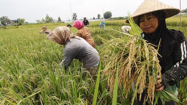 Petani sedang memanen padi