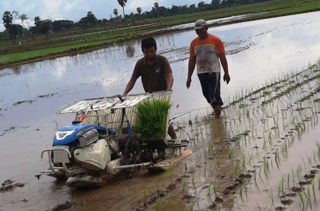 Petani menanam padi menggunakan mesin