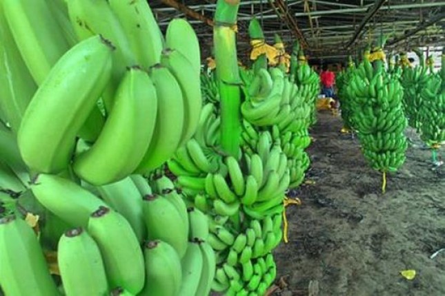 Pisang