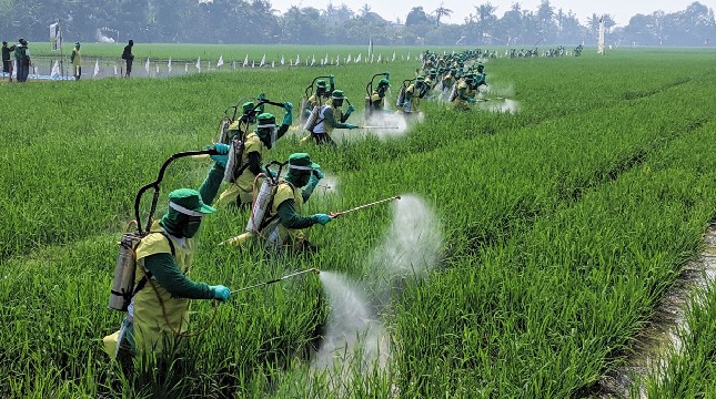 Para petani melakukan penyemprotan fungisida di lahan pertanian Desa Pasir Kaliki usai kegiatan penyuluhan dan pendampingan di Karawang, Jawa Barat, hari ini (7/8).(ist)