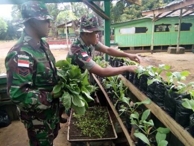 Prajurit TNI di Perbatasan Manfaatkan Lahan Kosong Jadi Kebun Sayur