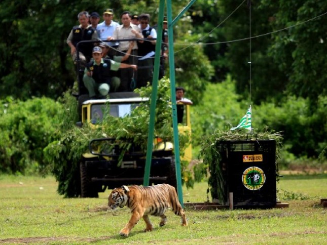 Tiger Rescue Center di Tambling Wildlife Nature Conservation (TWNC)