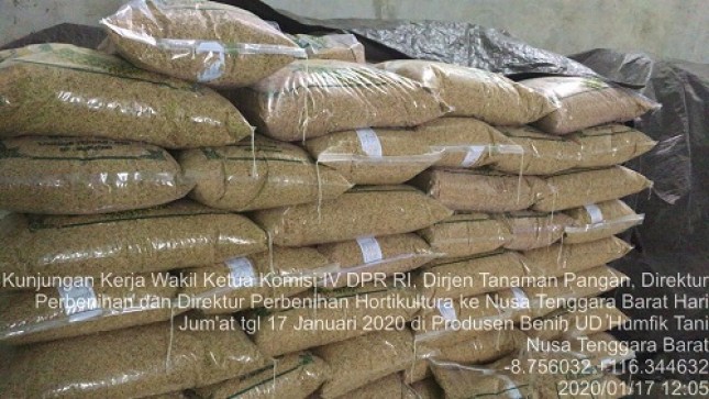 Jakarta-Potensi perbenihan Nusa Tenggara Barat (NTB) sangatlah besar. Berbagai jenis benih pangan dapat diproduksi disini.