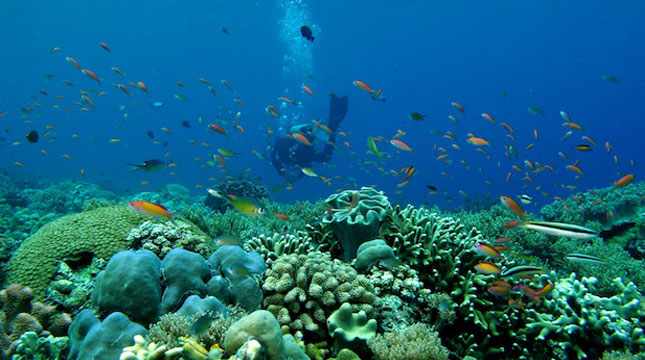 Pentingnya Penataan Pipa Dan Kabel Bawah Laut Jaga…