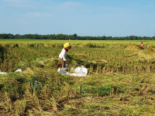 Petani sedang memanen padi di sawah