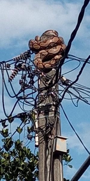 Ular sanca sepanjang lima meter dan berat 40 kg bercokol di ujung tiang listrik setinggi lima meter di Cipayung, Jakarta Timur, Rabu pagi, 1 April 2020.