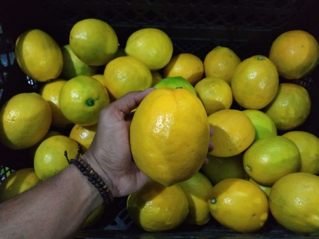 Buah lemon produksi dalam negeri