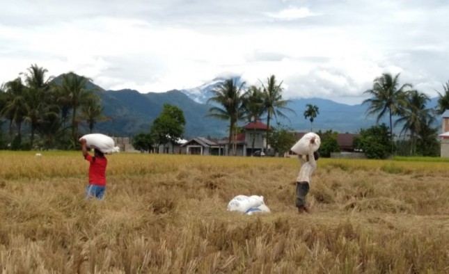 Petani sedang mengangkut padi dari sawah