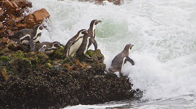 Penguin Jenis Peruvian Humboldt, di Peru (Mike Theiss/Getty Images)