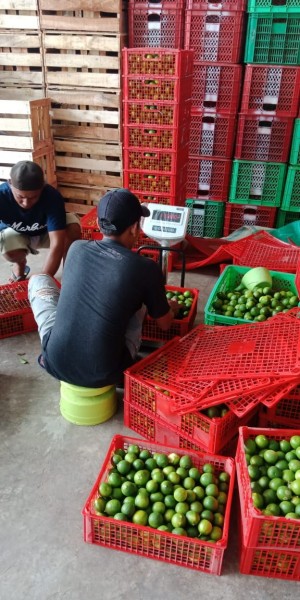 Petani sedang menyiapkan jeruk nipis yang akan diekspor