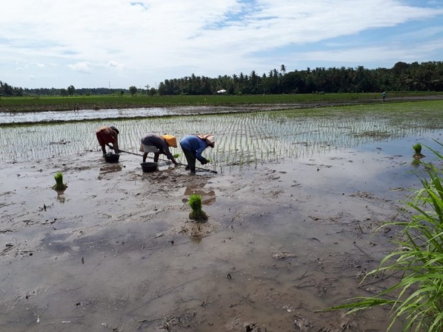 Petani menanam bibit padi di sawah