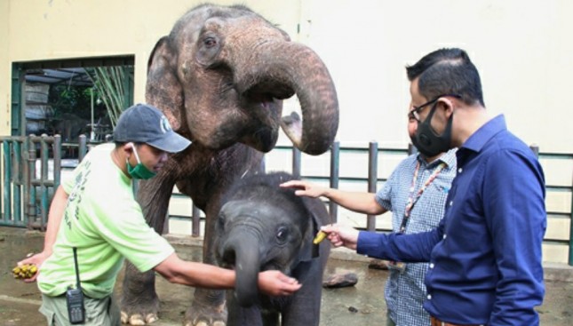 Hero Group Penuhi Kebutuhan Pakan Satwa Taman Safari Indonesia