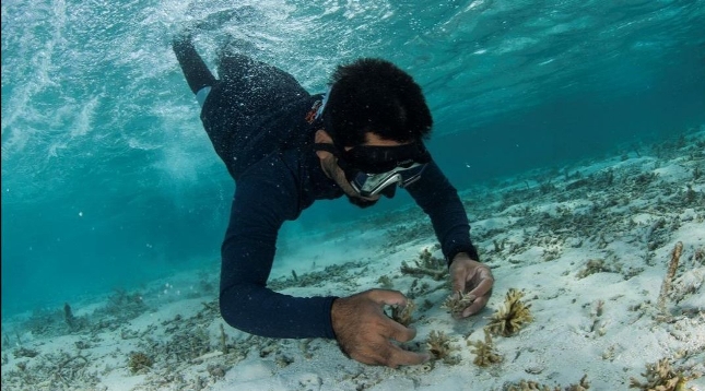 Nikmati Pemandangan Beragam Spesies Langka di Laut Maladewa 