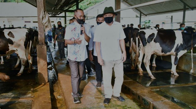 Menteri Koperasi dan UKM Teten Masduki saat mengunjungi Koperasi Produksi Susu dan Peternakan Sapi Perah (KPS) Bogor 