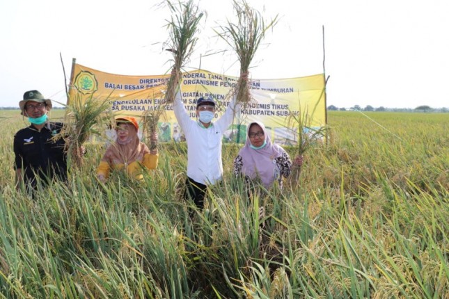 Petani di Subang panen padi (Doc: Kementan)