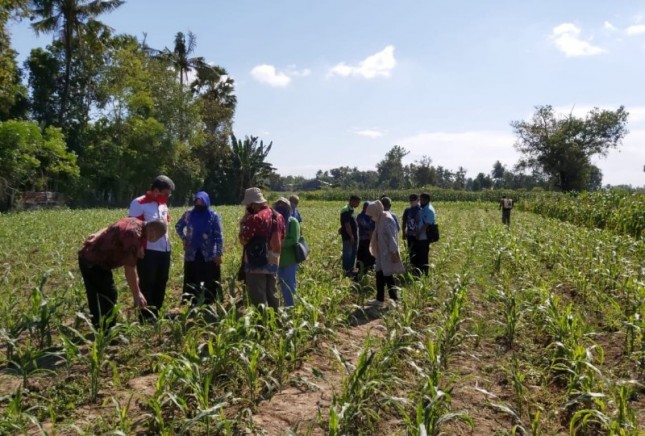 Petani di lahan perkebunan jagung (Doc: Kementan)