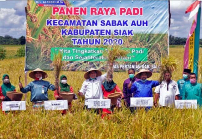 Petani panen padi di Kabupaten Siak (Doc: Kementan)