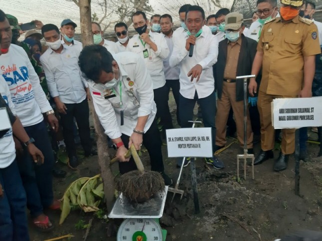 Menteri Pertanian Syahrul Yasin Limpo saat menimbang Porang (Doc: Kementan)