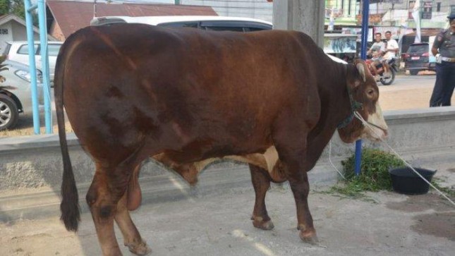 Sapi kurban Presiden Joko Widodo saat diserahkan Gubernur Jambi, Fachrori Umar kepada warga Mendalo Darat/ foto kompoas.com