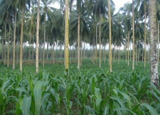 Pohon jagung di antara julangan pohon kelapa (Doc: Kementan)