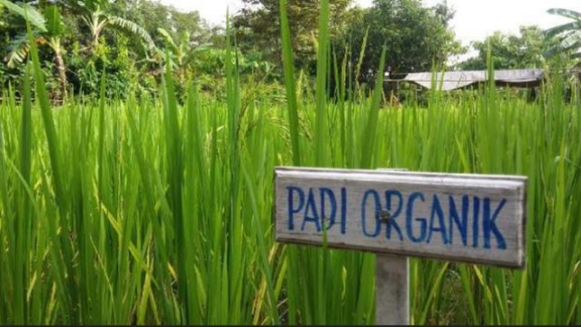 Padi organik, cikal bakal pertanian organik Indonesia di masa depan. (Foto: Liputan6) 