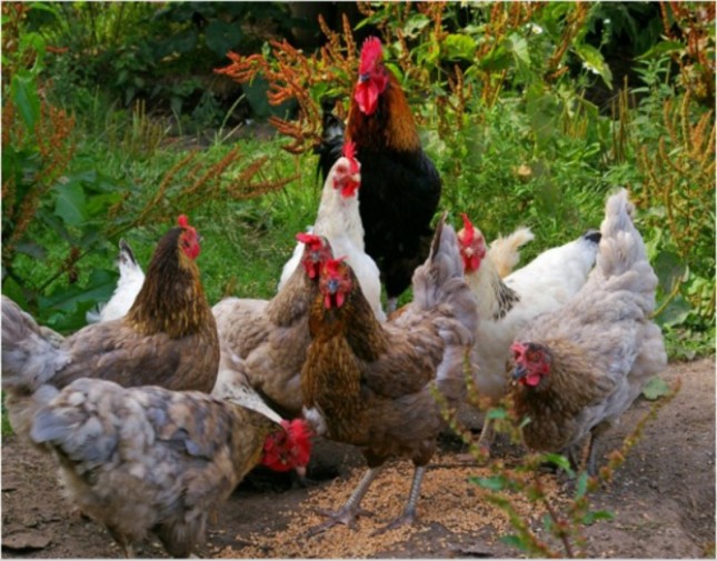 Peternakan Ayam