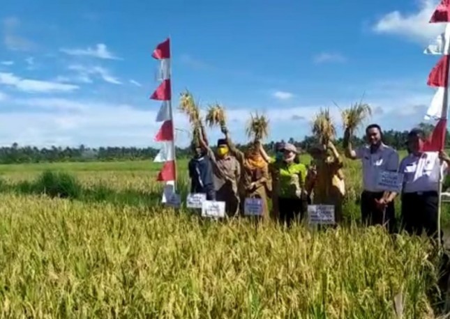 Petani Kalimantan Barat siap panen padi