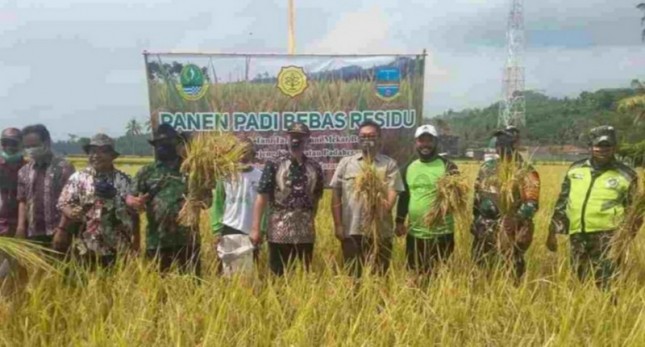 Panen padi di Pangandaran bebas residu