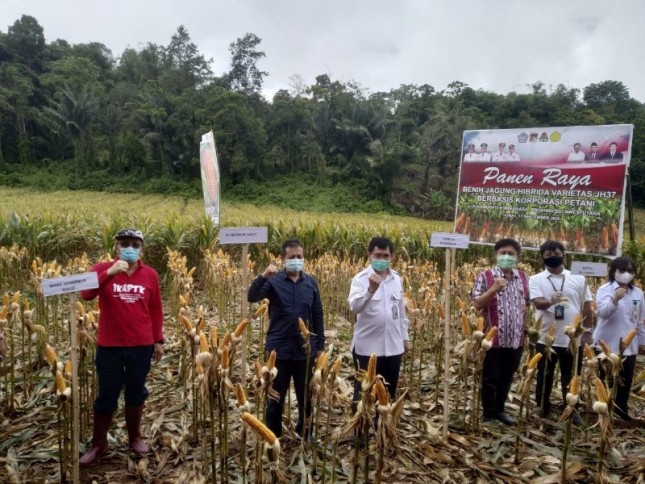 Petani Sulawesi Utara panen jagung