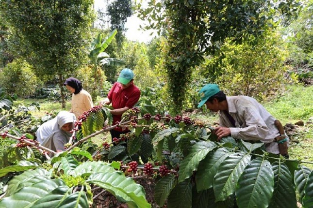 RECOFTC mendampingi masyarakat Desa Pattaneteang, Kabupaten Bantaeng, Sulawesi Selatan, dalam kegiatan pengembangan usaha kopi pasca izin hutan desa. Pendampingan tersebut membuka akses masyarakat untuk mengelola hasil hutan secara mandiri dan berkelanjutan.