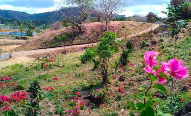Kebun Bunga Bougainville Lengkapi Kawasan The Mandalika NTB