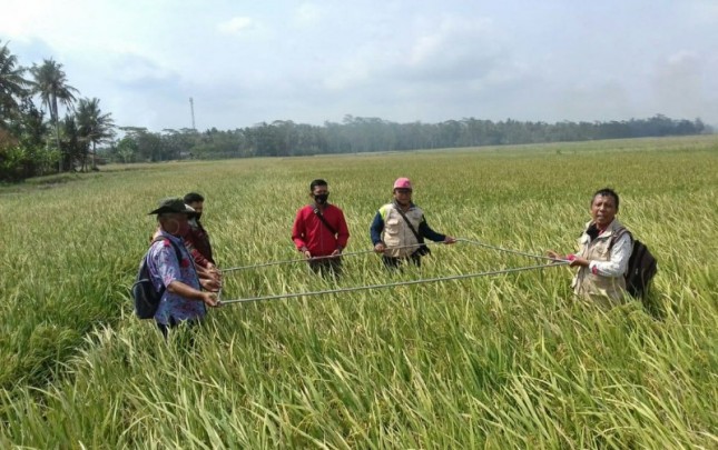 Petani Cilacap panen padi bersama Kementan