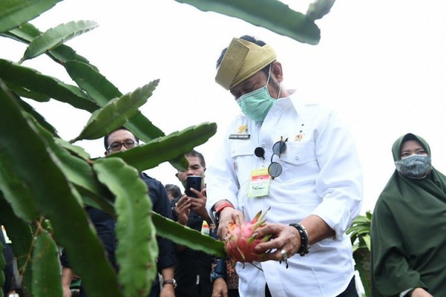 Menteri Pertanian Syahrul Yasin Limpo sedang melihat buah Naga