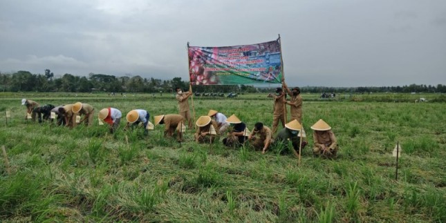 Petani Kulonprogo di panen bawang merah