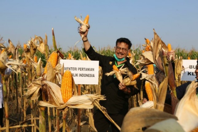 Menteri Pertanian Syahrul Yasin Limpo di tengah tanaman jagung