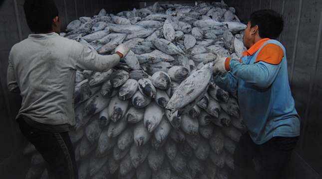 Ilustrasi usaha pendinginan ikan. (Dasril Roszandi/NurPhoto via Getty Images)