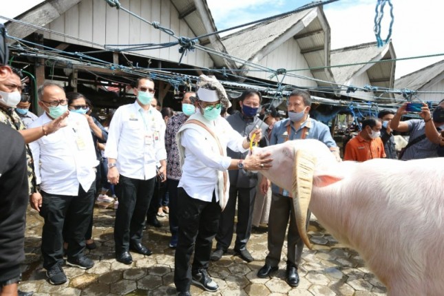 Menteri Pertanian Syahrul Yasin Limpo menyaksikan sapi milik peternak