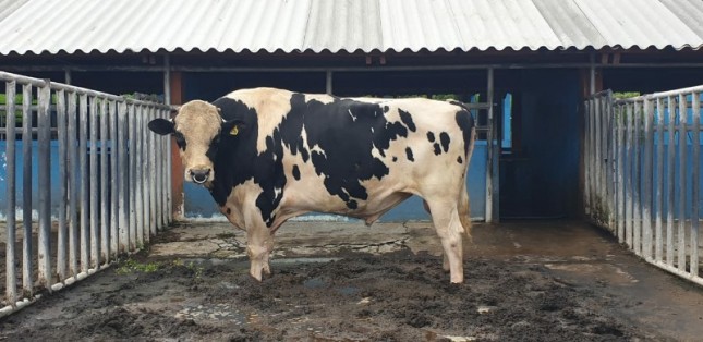 Direktorat Jenderal Peternakan dan Kesehatan Hewan (Ditjen PKH) melakukan uji zuriat pada sapi perah 