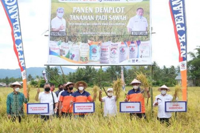 Agro Solution Pupuk Kaltim Tingkatkan Produktivitas Padi Gorontalo
