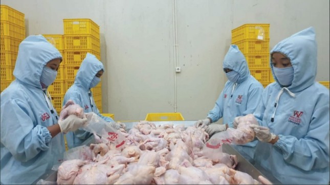 Karyawan Widodo Makmur Unggas mengepak ayam