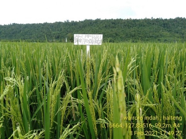Bupati Halmahera Tengah Edi Langkara atau Elang menegaskan bahwa kabupaten yang dipimpinnya siap melakukan panen raya perdana padi varietas unggul M70D dan M400.