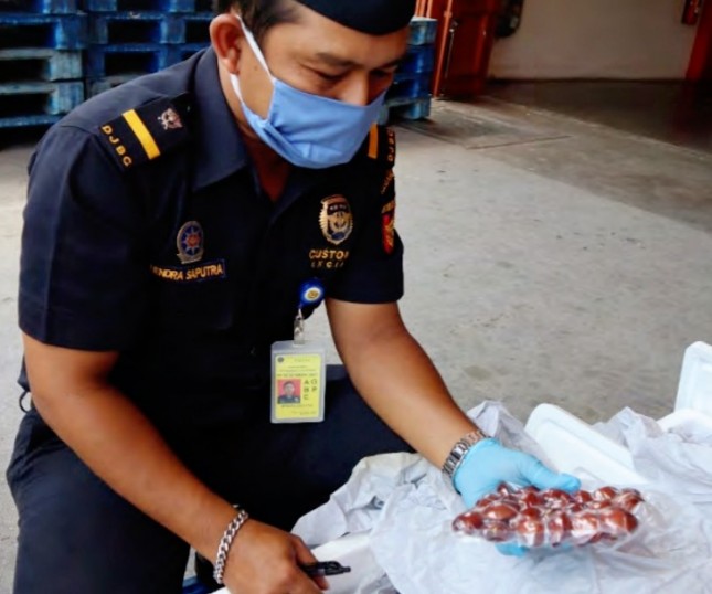 Petugas Bea Cukai Teluk Bayur Sumatera Barat sedang Memeriksa Jengkol swbelum di ekapor ke Jepang