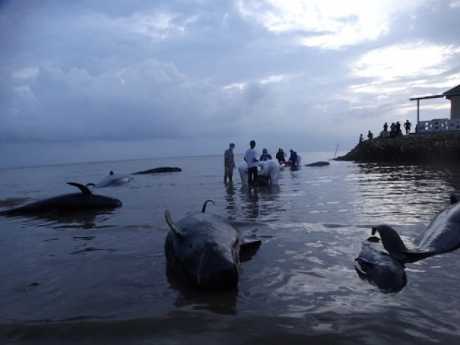 Januari tahun 2021 hingga Februari telah tercatat 66 individu mamalia laut yang terdampar, termasuk kasus terdamparnya 52 ekor Paus pilot di Desa Patereman, Modung, Bangkalan, Madura.
