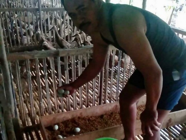Peternak itik di Kalimantan Tengah