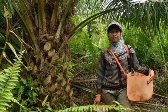 Perempuan yang bekerja di Perkebunan Kelapa Sawit