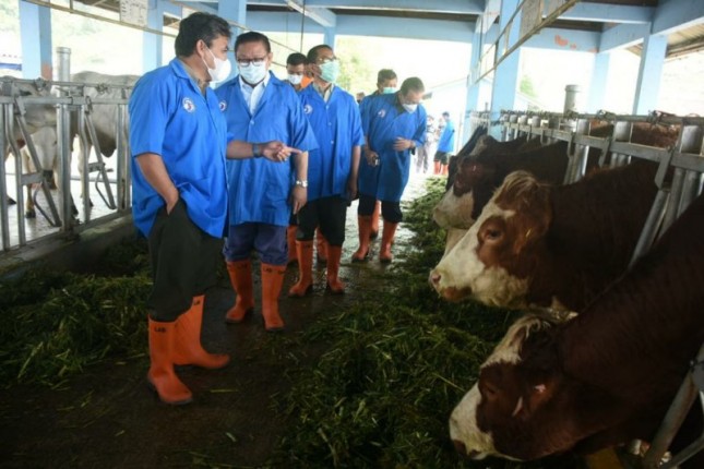 Kepala BET Cipelang, Oloan Parlindungan menjelaskan, kualitas sapi yang ada di BET Cipelang memang tidak kalah dengan sapi impor. 
