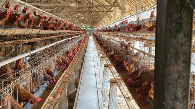 Peternakan ayam yang membutuhkan pasokan pakan